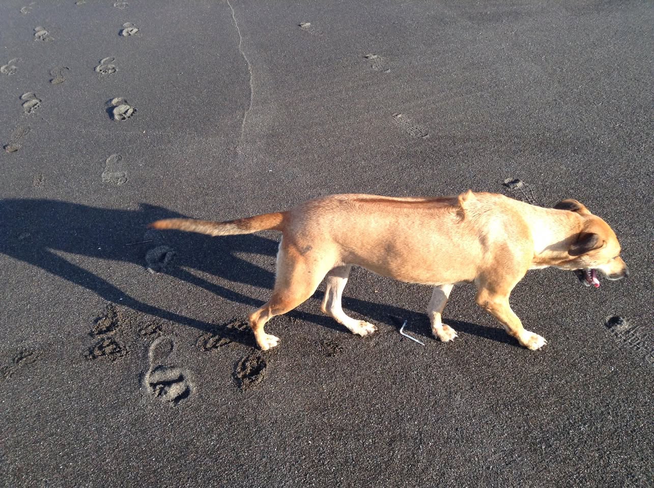 卵を探して歩く犬