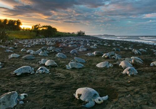 アリバダのイメージ（参考写真）