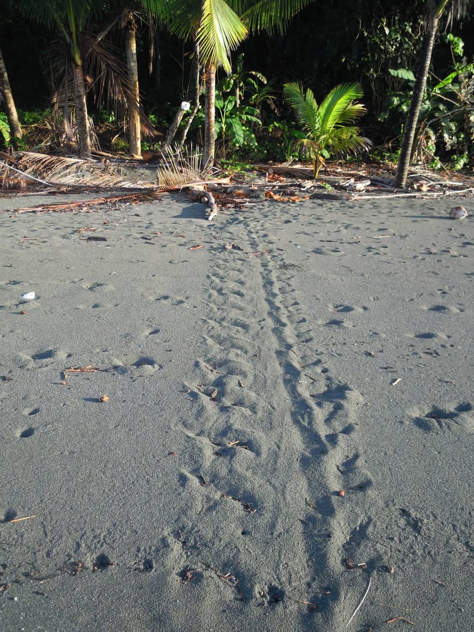 砂浜に残るウミガメの這い跡