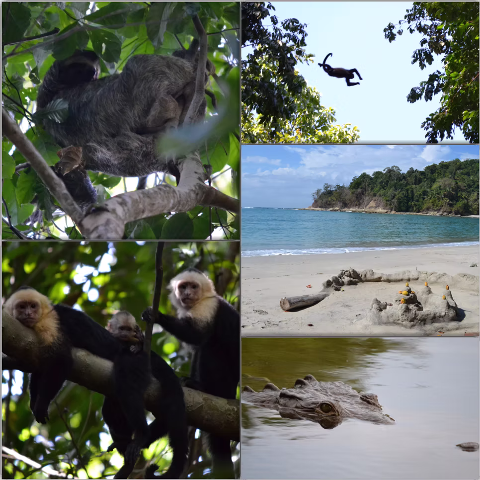 マニエル・アントニオの野生動物