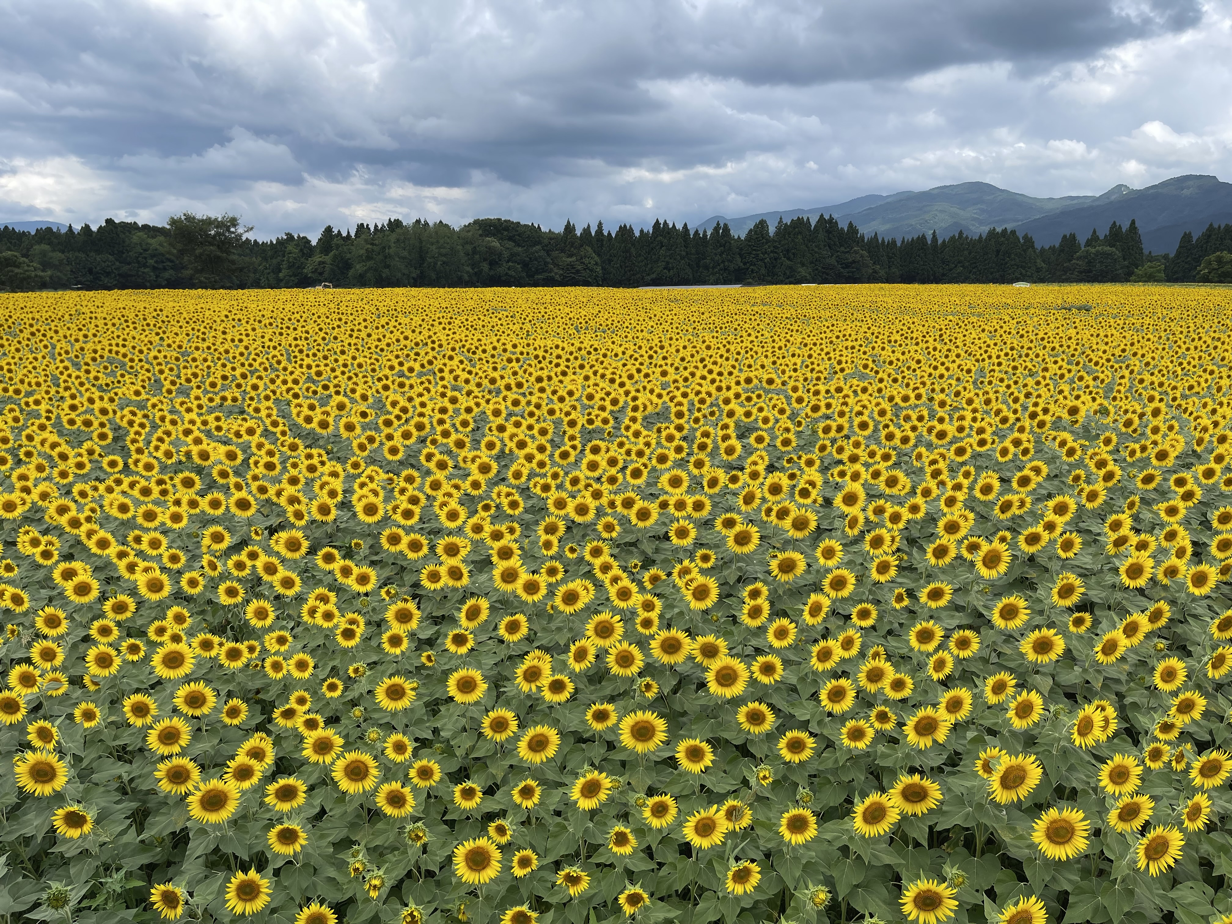 曇り空の下に広がる津南のひまわり畑