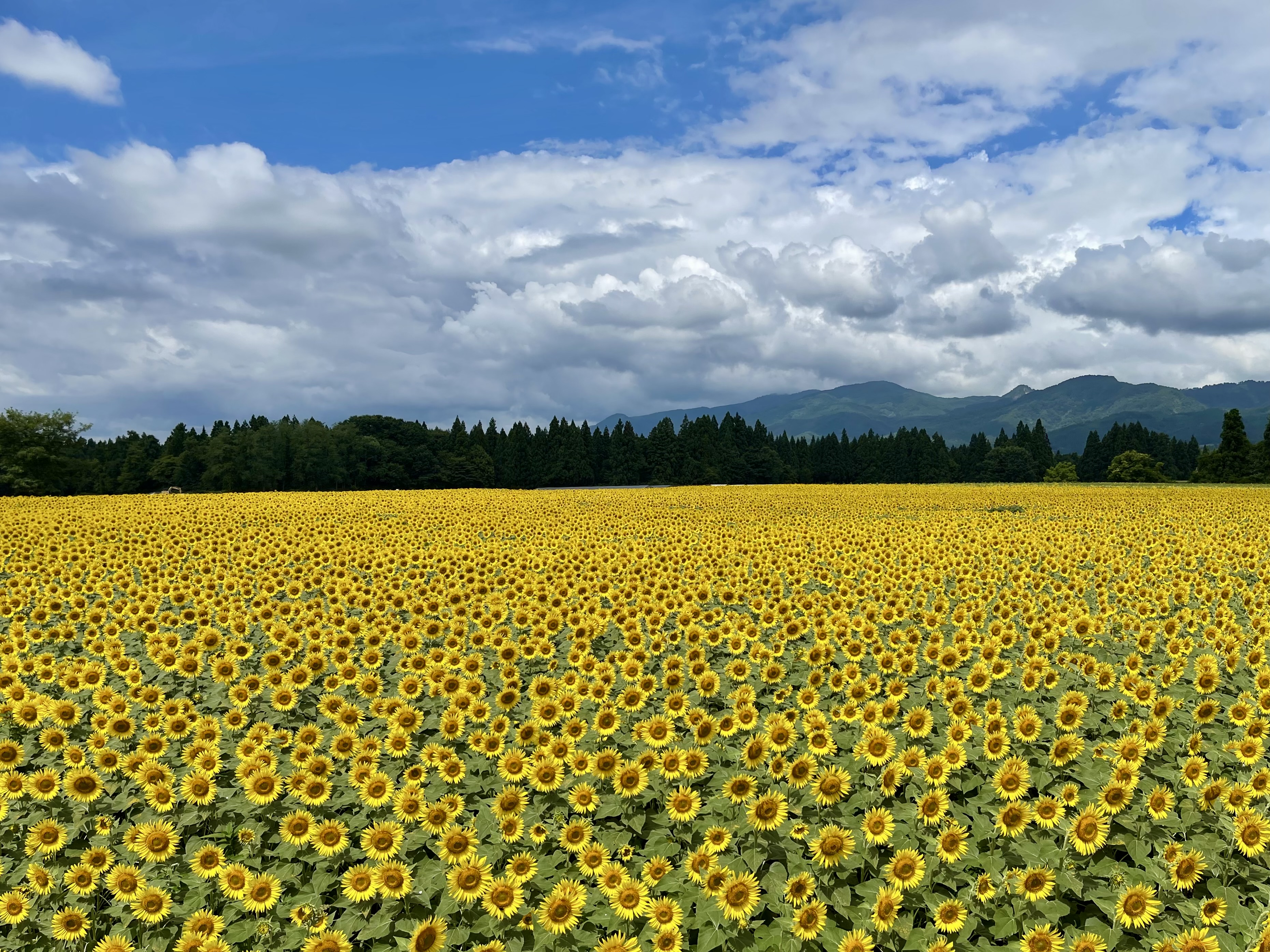 越後の山々を背景にした津南のひまわり畑