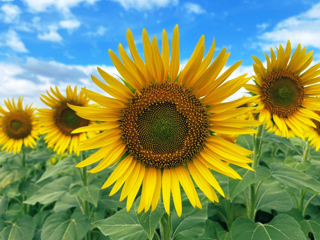 ひまわりと夏の青空