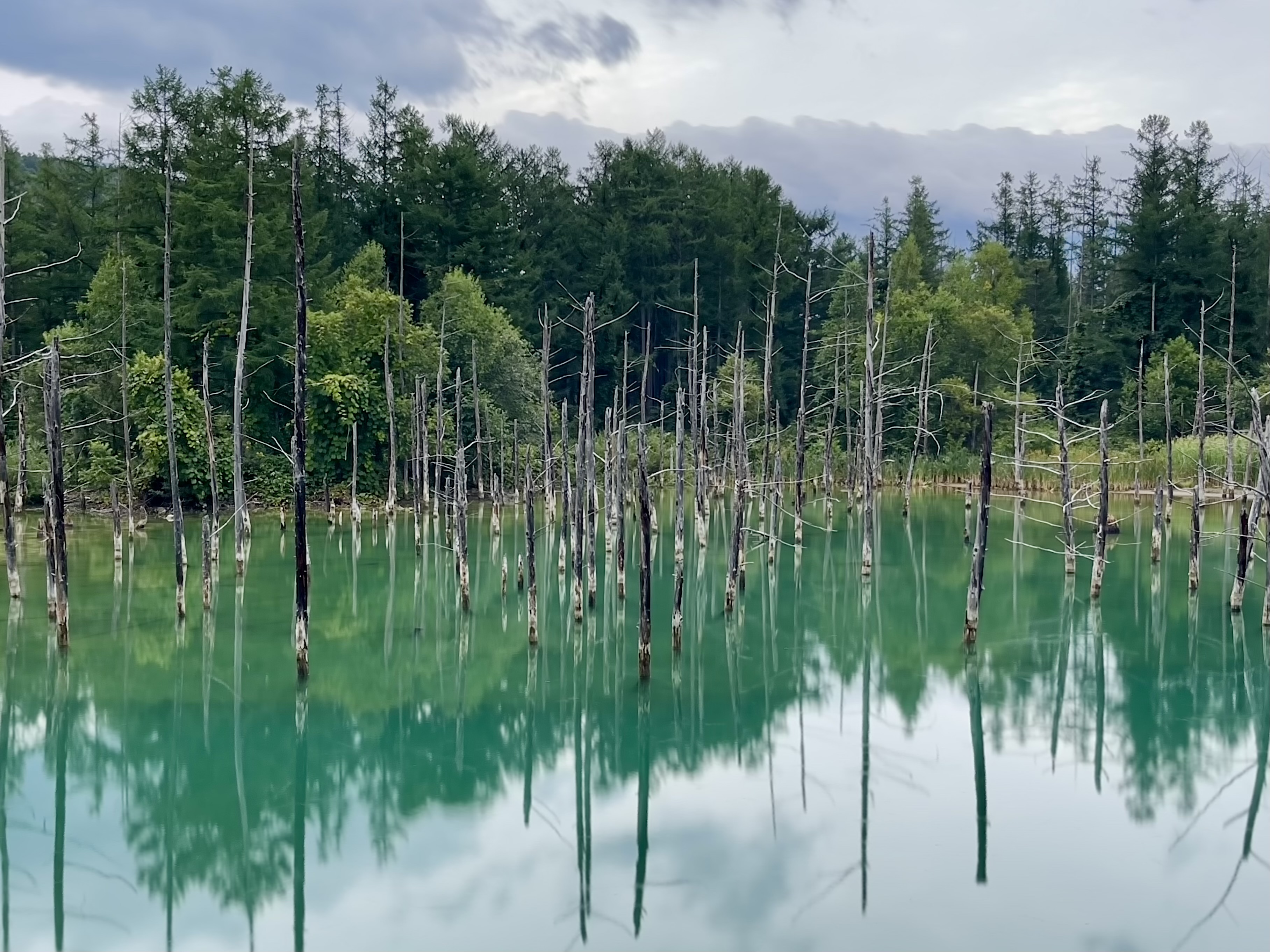 美瑛の青い池